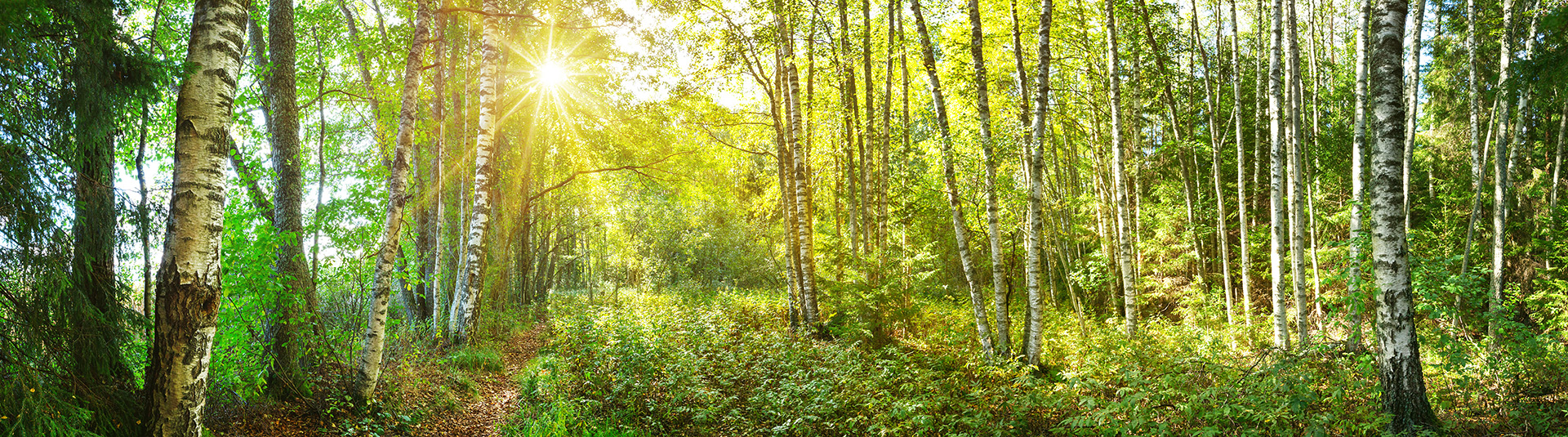 Miljö och hållbarhet - skog